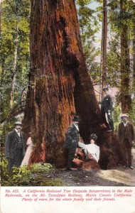 A group of visitors in Muir Woods National Monument, a virgin, old growth forest of coast redwood (Sequoia sempervirens), the tallest type of tree in the world. circa 1909. Postcard collection of Evelyn Rose.