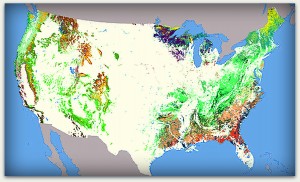 The types of forests found throughout the United States are presented in the National Atlas of Forest Cover Types map, developed from Advanced Very High Resolution Radiometer composite images during the growing season of 1991. Different colors represent the dominant tree species in each geography. Courtesy of NationalAtlas.gov, where you can also view the map's legend. 