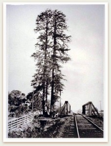 In this 1875 photograph, the twin-trunk el Palo Alto is visible immediately downstream from the single-track railroad bridge, from the San Mateo County side of San Francisquito Creek. Image 053-005. From the Guy Miller Archives, Palo Alto Historical Association.