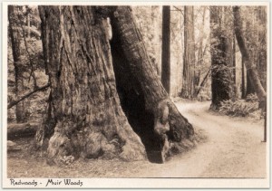 An example of a "goose-pen," the result of repeated fires over centuries of life. Today, this tree in Cathedral Grove of Muir Woods National Monument 