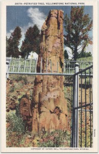 This petrified redwood is a remnant of the wide geographic distribution during the time of the dinosaurs. This tree still stands today in Yellowstone National Park near Tower Junction. Postcard from the collection of Evelyn Rose.