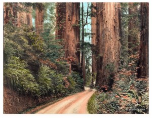 Famed photographer Gabriel Moulin (1872-1945) became famous as the "Redwoods Photographer," capturing images of the coast redwood forest all along the Northern California coast. The location  and date of this image is not yet identified, Moulin became the official photographer for the Bohemian Club beginning in 1898.  Used with permission from Jean Moulin, Moulin Studios. From the collection of Evelyn Rose.