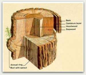 This drawing of a crosscut shows the layers of bark and wood of the coast redwood, including the all important burl. From Geology Field Notes, Redwood National Park.