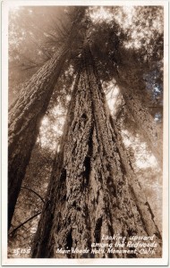 Taking in the tall and straight nature of coast redwood